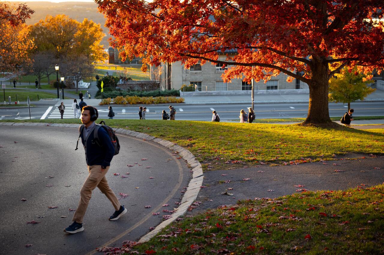 Trees along Feeney Way are lit by the evening sun.